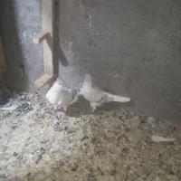 کبوتر عتیقه ساده آبی