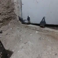 کبوتر|پرنده|شیروان (خراسان), |دیوار