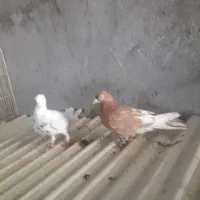 ۲ عدد نر گرفتنی مفت