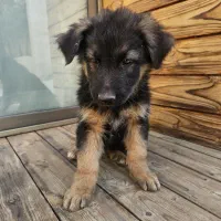 ژرمن شپرد|سگ|اصفهان, فیض|دیوار