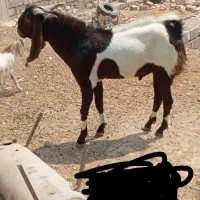 پازن یک ساله مست پاکستانی