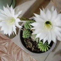 تعدادی گلدان کاکتوس و سانسوریا برای فروش