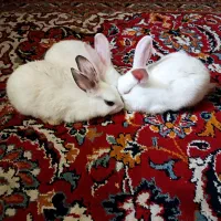 خرگوش مینی رکس