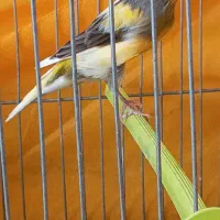 قناری نر|پرنده|اصفهان, بهارستان|دیوار