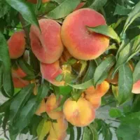 فروش تخصصی ترین نهال های غرب کشور