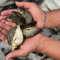 کپور طلایی استخری و آمور