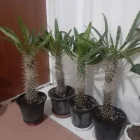 گل و گلدون و خاک و کود|گل و گیاه طبیعی|ارومیه, |دیوار