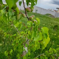 باغ ویلایی در روستای پردول