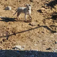 فروش یک عدد سگ ماده|سگ|زید آباد, |دیوار