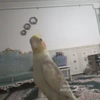 عروس هلندی سالم و سرحال،روستای جهان تیغ،