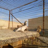 چنتا کفتر آس