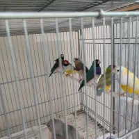 فنچ گلدین وبنگالی