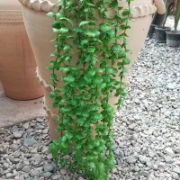 گیاه آویز مصنوعی شمشاد