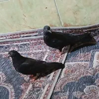 کفتر|ابزارآلات|آبادان, |دیوار