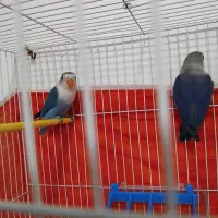 یک جفت کوتوله آبی کاربنی|پرنده|فردوس (خراسان), |دیوار