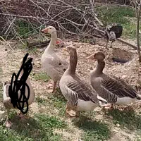 3عدد غاز سرحال