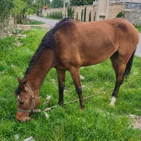 فروش اسب مادیان اصیل ترکمن یموت
