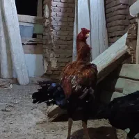 خروس لاری افغان