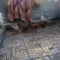 ۷عدد‌مرغ‌تخم‌گذار‌و۱عدد‌خروس‌جوان