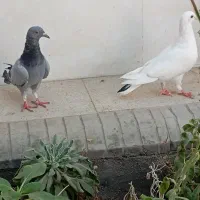 دوعدد کبوتر نر