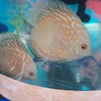 آکواریوم شیشه خم