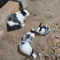 خرگوش ناز سالم