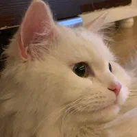 کربه کمشدع برشین کلاسیک