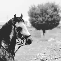۳ راس اسب فروشی