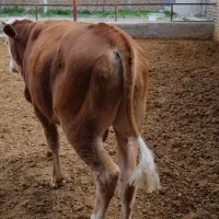 فروش گوساله