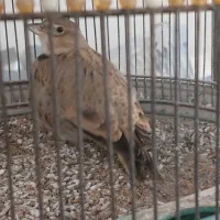 مرغ خاکی آوازخوان