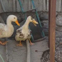 اردک زشت و بداخلاق