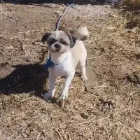 سگ شیتزو|سگ|چناران, |دیوار