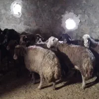 میش بز شیشک|حیوانات مزرعه|دورود, |دیوار