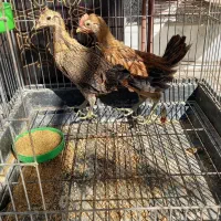 نیمچه مرغ و خروس لری اصیل