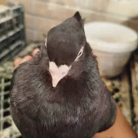 زاغ ابادانی واکسی ماده با جوجش