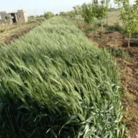 باغ فامنین
