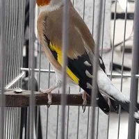 ۲عدد سهره جفتی مست بخون