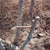 فروش چوب پسته