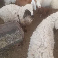 تعدادی بز و بزقاله سانن ودورگ سانن ومیش بره|حیوانات مزرعه|بیرجند, |دیوار