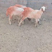 چهار راس کاور بره