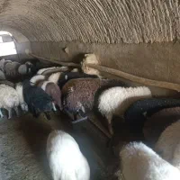 ۴۰ راس بره پشم شیری شیر مست نر و ماده بیشتر نر