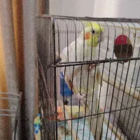 عروس هلندی|پرنده|اهواز, شهرک دانشگاه|دیوار