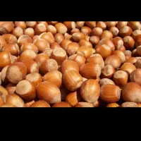 فندق درشت تازه اشکور