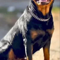 روت وایلر پوزه کوتاه