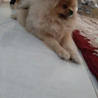 پامرین ماده ۱ساله|سگ|ری, علایین|دیوار