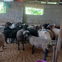 بره نر برای قربانی