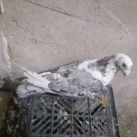 پلنگ کرمونی