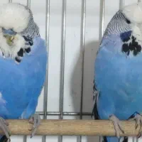 مرغ عشق انگلیسی گرید A|پرنده|ری, علایین|دیوار