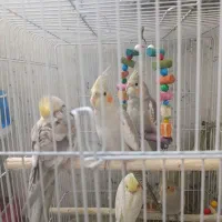 پرنده|پرنده|ماهدشت, |دیوار