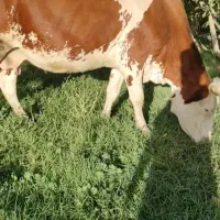 گاوسیمنتال‌قرمز‌ابستن